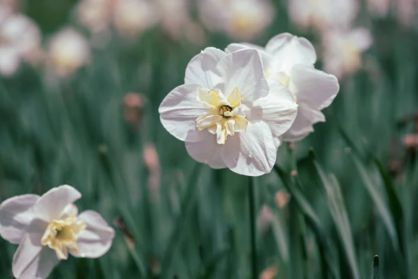 Krásný bílý narcis — Stock fotografie