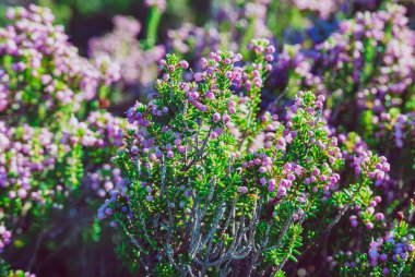 Heather çiçek çiçeklenme