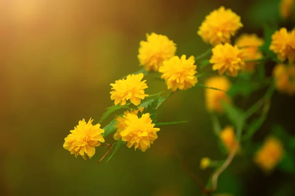 Verano flores amarillas —  Fotos de Stock