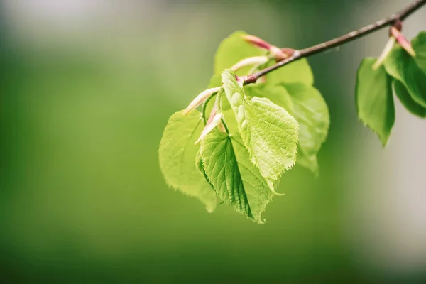 Foglie verdi soleggiate — Foto Stock