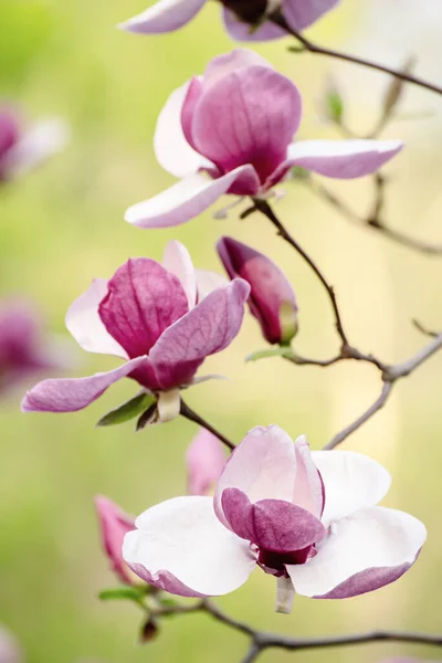 Magnolia flores de primavera — Foto de Stock