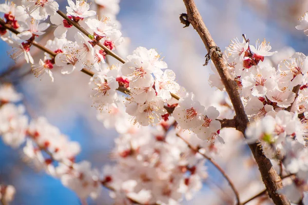 Fiori di albicocca — Foto Stock