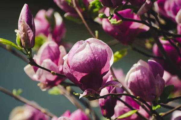 Magnolia wiosenne kwiaty — Zdjęcie stockowe