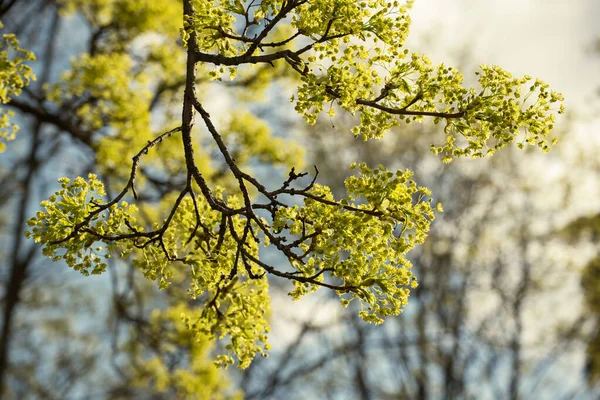 Цвітіння кленового дерева — стокове фото