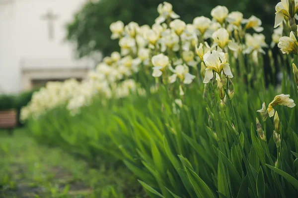 Iris flower blooming at church yard — Stock Photo, Image