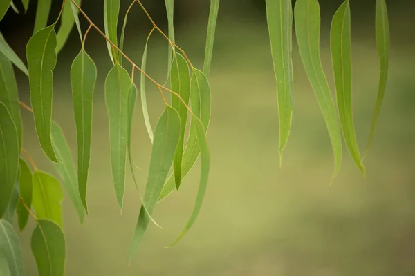Folhas verdes de eucalipto — Fotografia de Stock