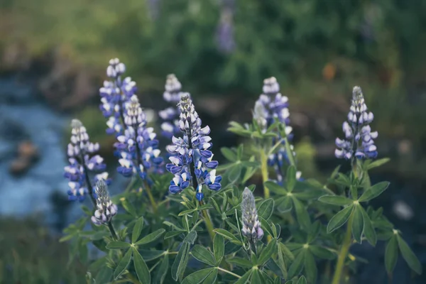 İzlanda 'da Lupine çiçekleri — Stok fotoğraf