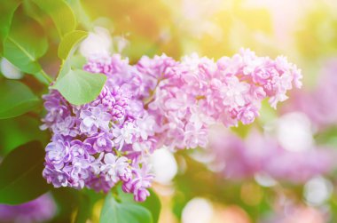 Bahar leylak çiçekleri