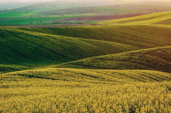 Рапсовое желтое зеленое поле весной — стоковое фото