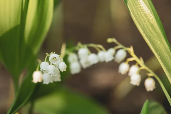 Lily van de vallei — Stockfoto