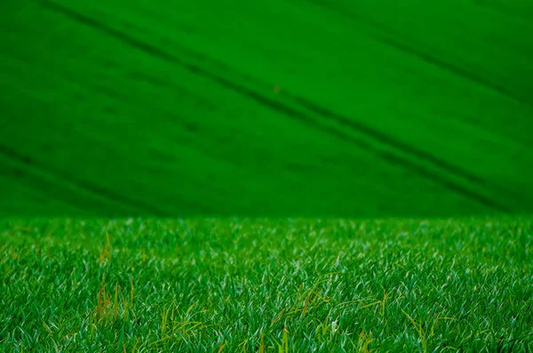 Grünes Gras Feld Hintergrund — Stockfoto