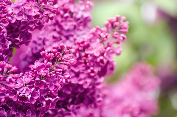 春天的紫丁香花 — 图库照片