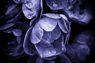 Violet peony flowers