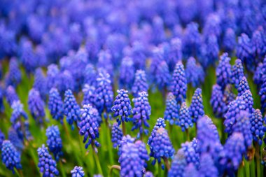 Muscari neglectum çiçekler