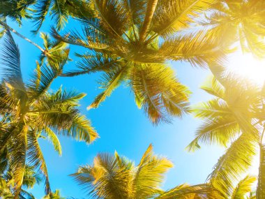 Palmiyeli Tropikal Arkaplan