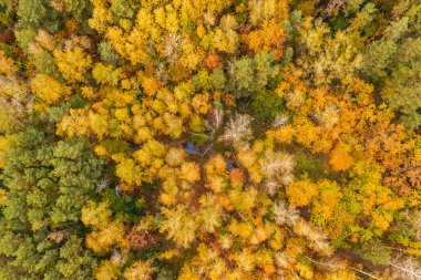 Yukarıdan sonbahar ormanı