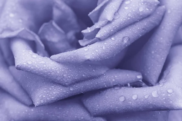 Macro rose violette — Photo