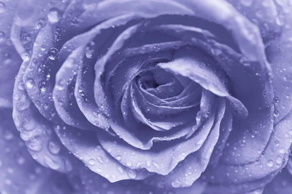 Macro rose violette — Photo