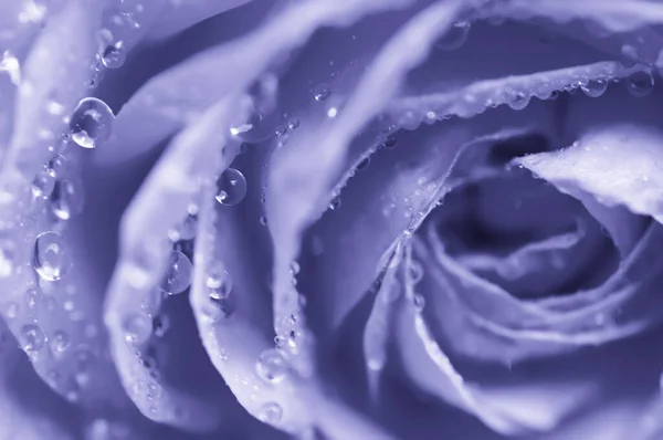 Macro rose violette — Photo