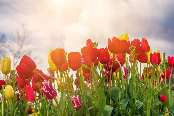 Rode tulpenbloemen — Stockfoto