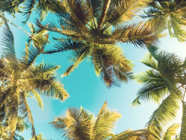 Fondo tropical con palmera —  Fotos de Stock