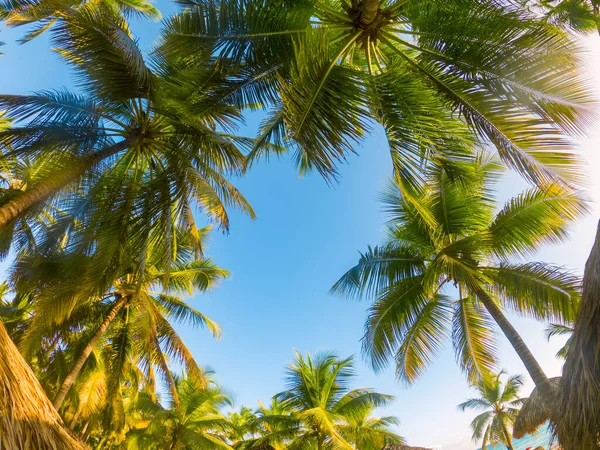 Fondo tropical con palmera —  Fotos de Stock