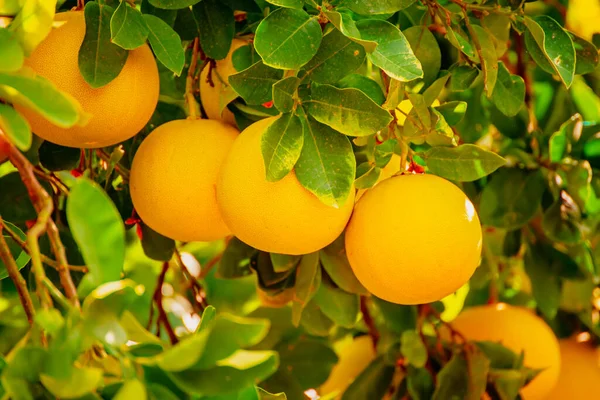 Bahçede Pomelo meyvesi — Stok fotoğraf