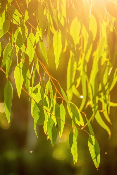 Feuilles vertes d'eucalyptus — Photo