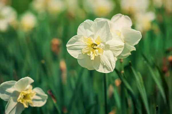 Vacker vit påsklilja — Stockfoto