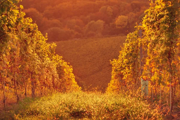 スロベニアのブドウ畑の行 — ストック写真