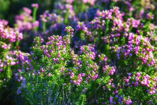 Flores de urze florescentes — Fotografia de Stock