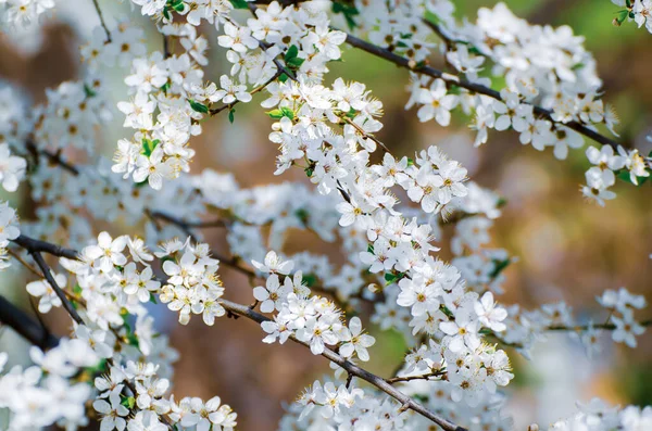 Ameixa flores da primavera — Fotografia de Stock