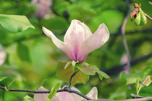 Magnolia tavaszi virágok — Stock Fotó