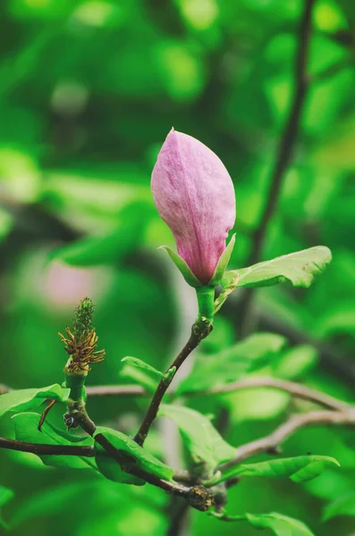 木兰花花蕾 — 图库照片