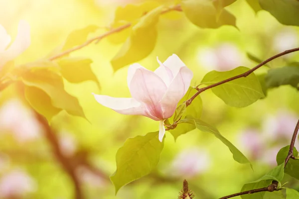 Magnolia fiori primaverili — Foto Stock