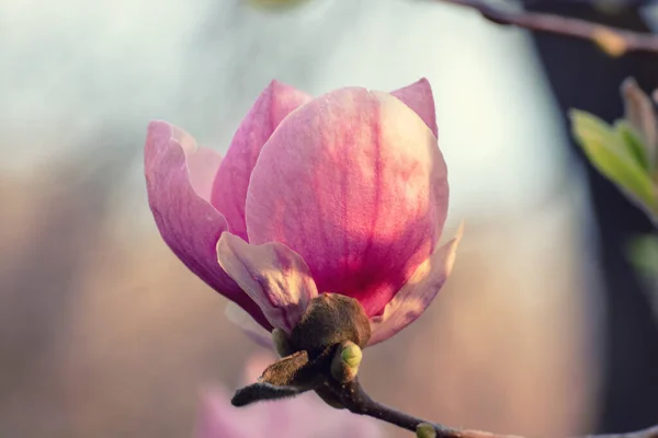 Magnolia wiosenne kwiaty — Zdjęcie stockowe