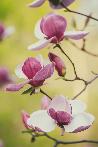 Magnolia fiori primaverili — Foto Stock