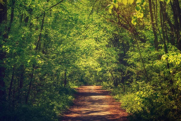 Зелёный лес — стоковое фото