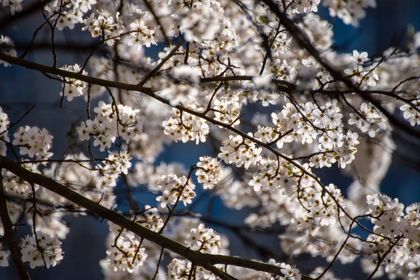 Apricot tree blossoms — Stock Photo, Image