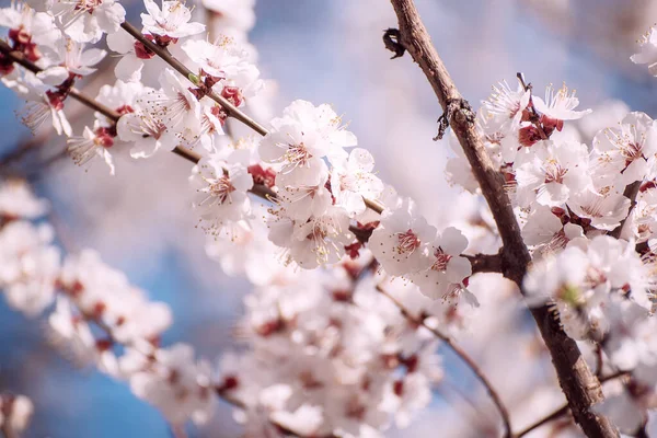 Floresce de damasco — Fotografia de Stock