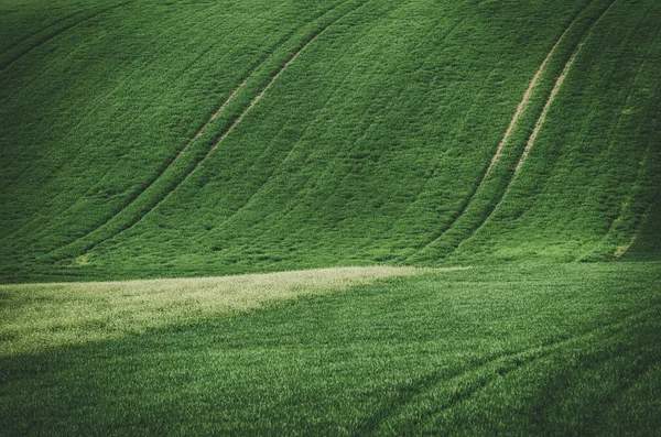 Erba verde campo sfondo — Foto Stock