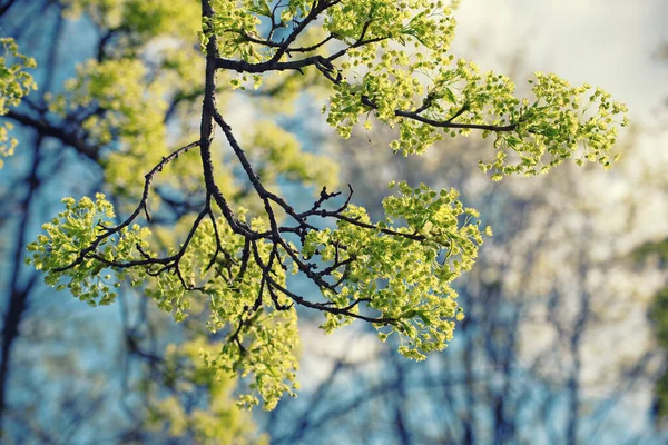 Цвітіння кленового дерева — стокове фото