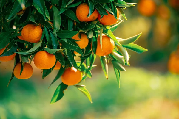 Mandalina yeşili bahçe — Stok fotoğraf