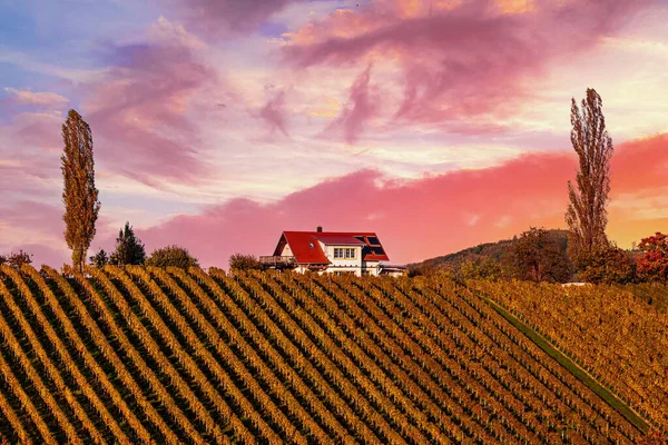 Wine road, Maribor, Σλοβενία — Φωτογραφία Αρχείου