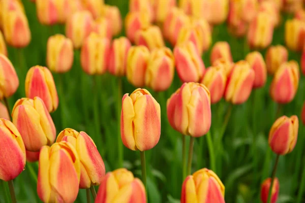 Oranje tulpenbloemen — Stockfoto