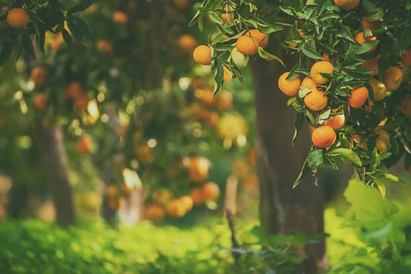 Mandalina güneşli bahçe