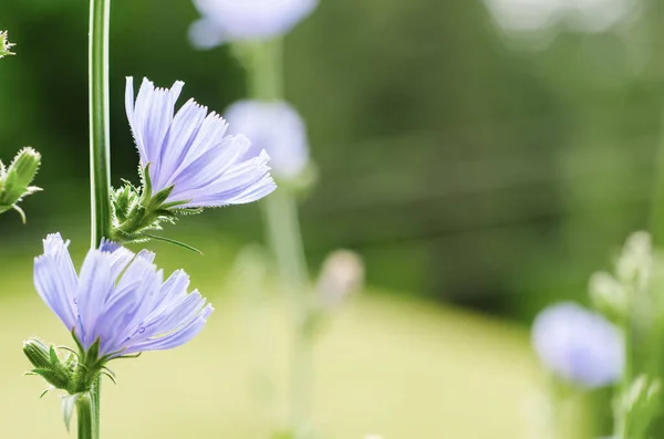 Chicory ดอกไม้ในธรรมชาติ — ภาพถ่ายสต็อก