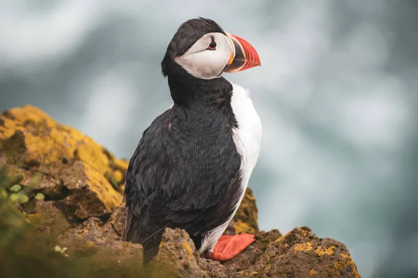 Um único puffin atlântico — Fotografia de Stock