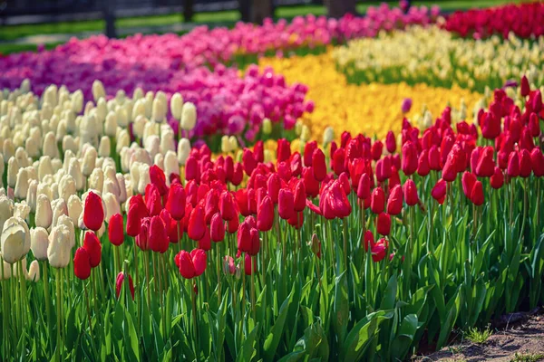 Färgglada tulpaner i Emirgan Park, Istanbul — Stockfoto