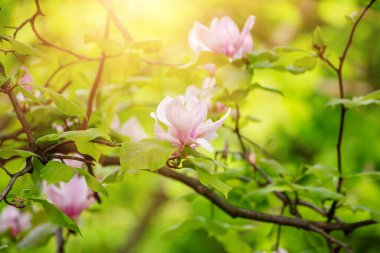 Magnolia bahar çiçekleri